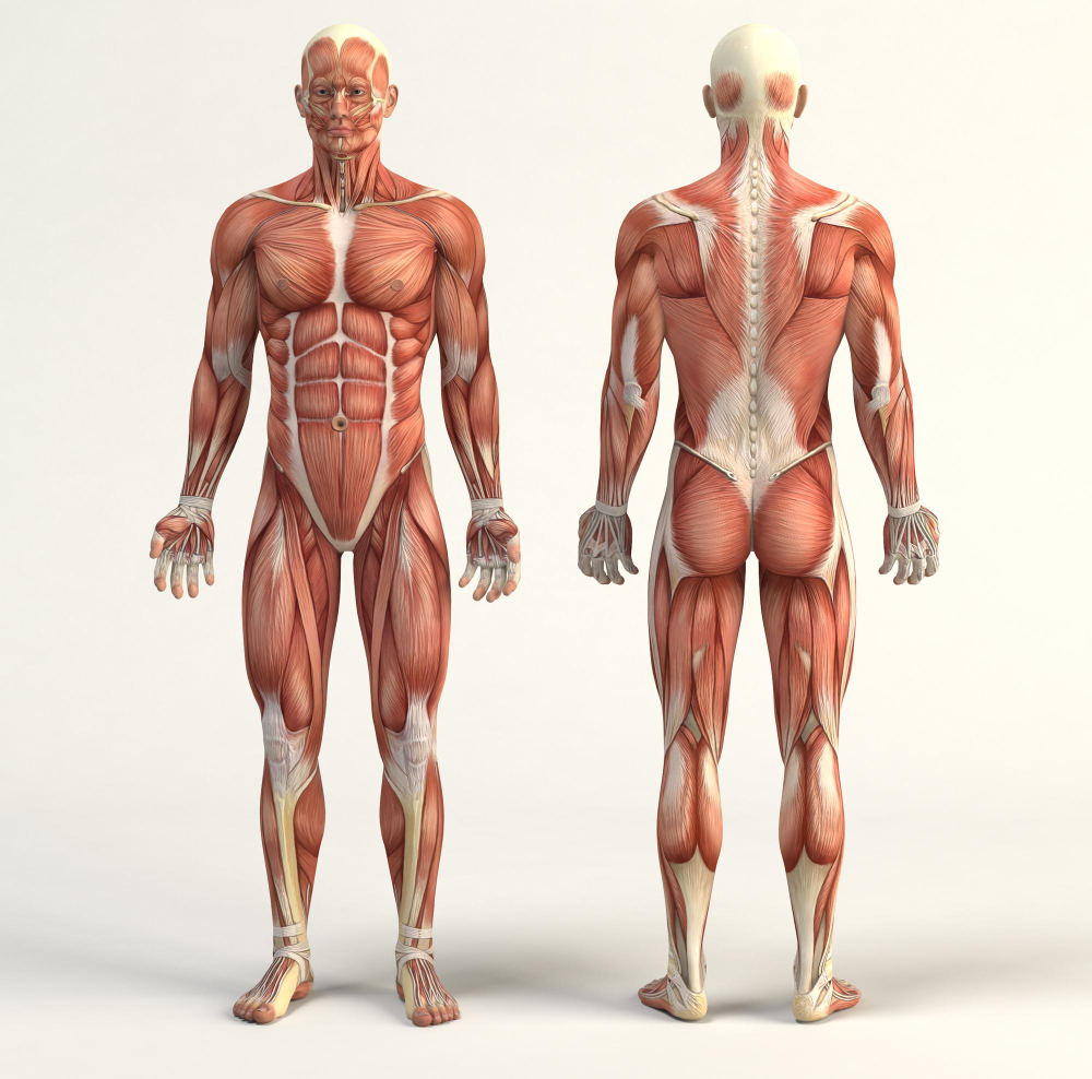 Diagrama del cuerpo humano